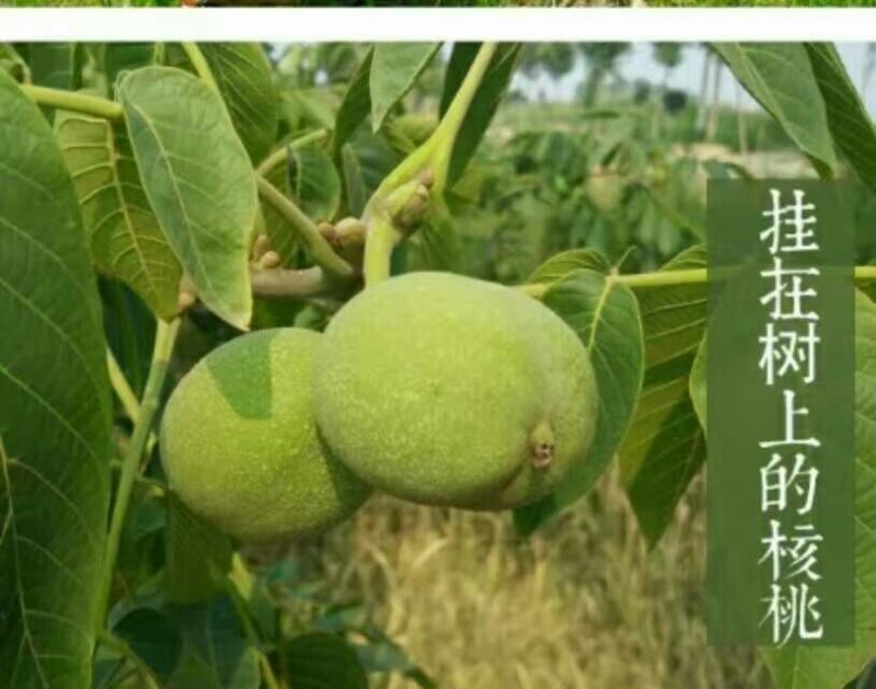 8518核桃去皮干