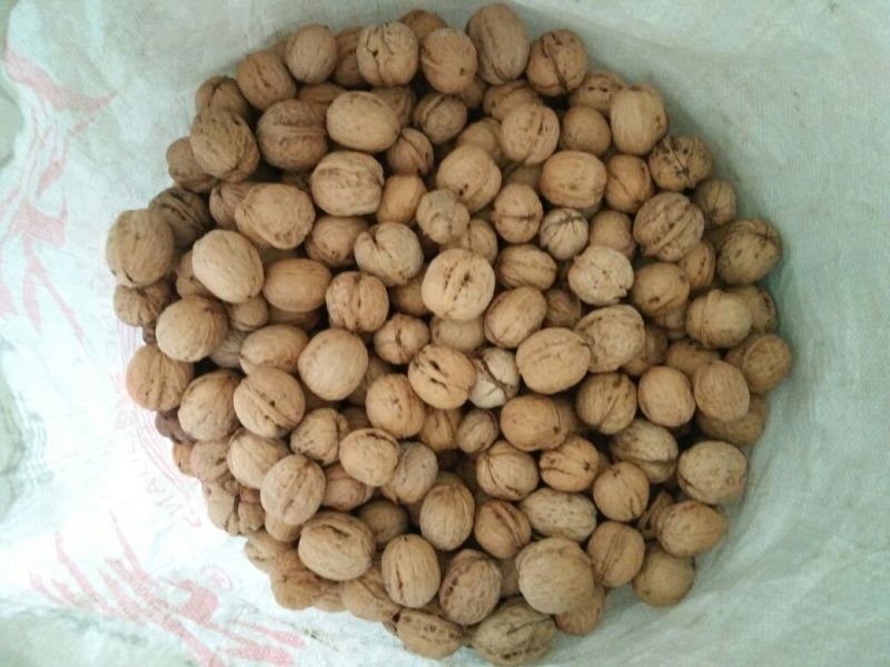 薄皮核桃30mm以上去皮