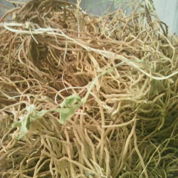 白薇野生白薇质量好量大价优