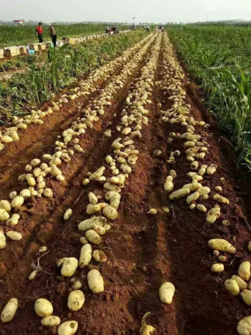荷兰十五土豆基地批发量大质优3两以上货源充足