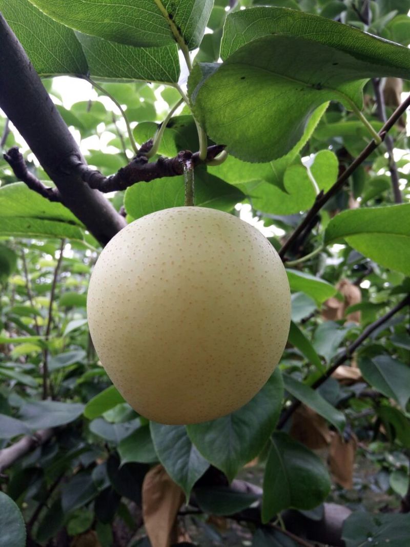 皇冠梨250~300g纸箱