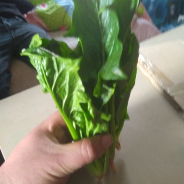 秋菠菜30~35厘米