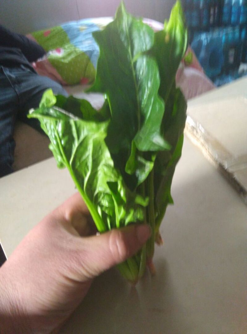 秋菠菜30~35厘米
