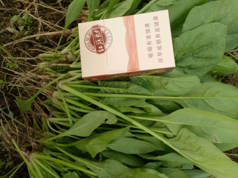 菠菜15~20厘米