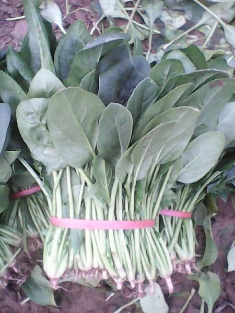 名门菠菜