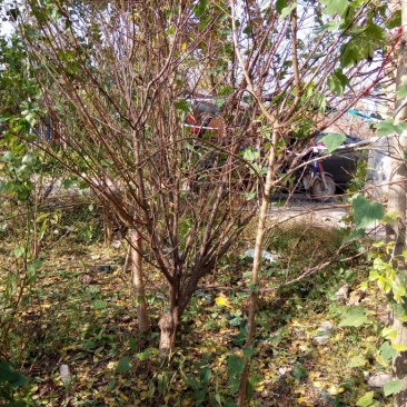 榆叶梅价格梅花价格苗圃直销规格齐全无中介