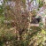 榆叶梅价格梅花价格苗圃直销规格齐全无中介