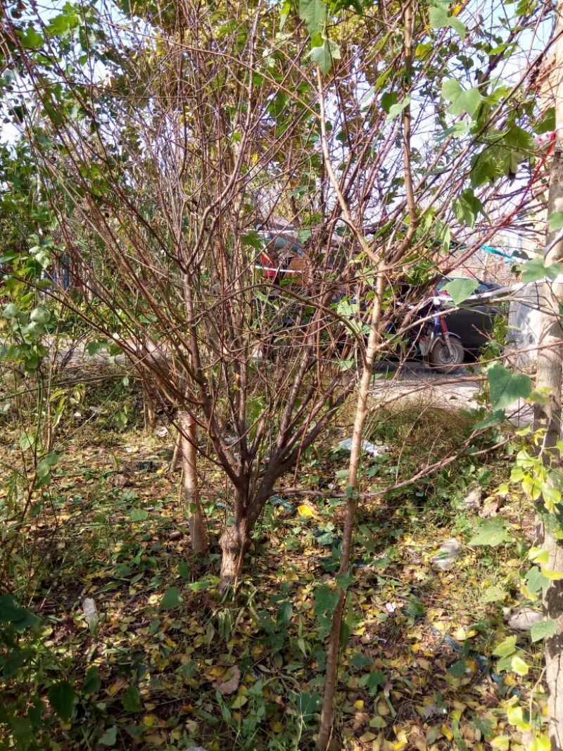 榆叶梅价格梅花价格苗圃直销规格齐全无中介