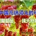 葡萄苗占地葡萄苗大葡萄苗葡萄苗大树葡萄苗批发基地