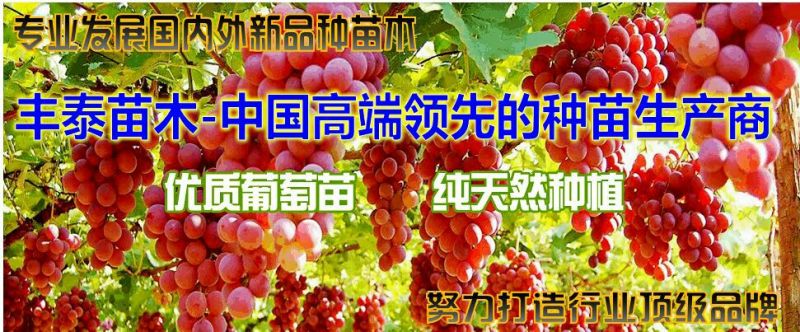 葡萄苗占地葡萄苗大葡萄苗葡萄苗大树葡萄苗批发基地