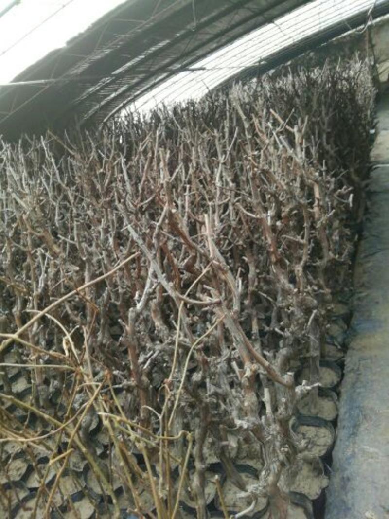 夏黑葡萄苗5年150~200cm葡萄树苗新品种葡萄苗