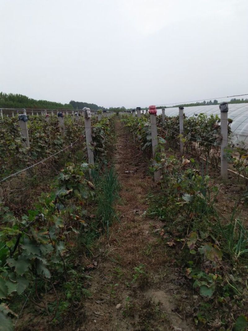 葡萄苗1年80~110cm