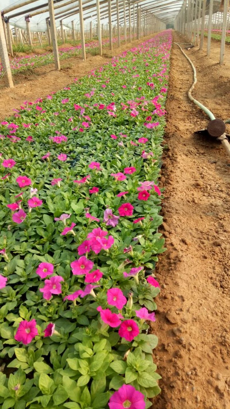 菊花盆景国庆菊价格造型菊花价格