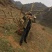 高山杜鹃