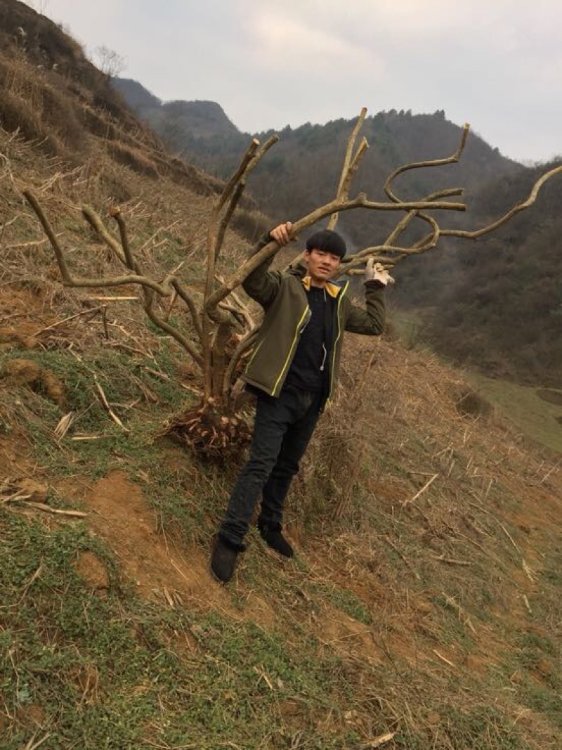 高山杜鹃