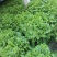 散叶生菜8两~9两