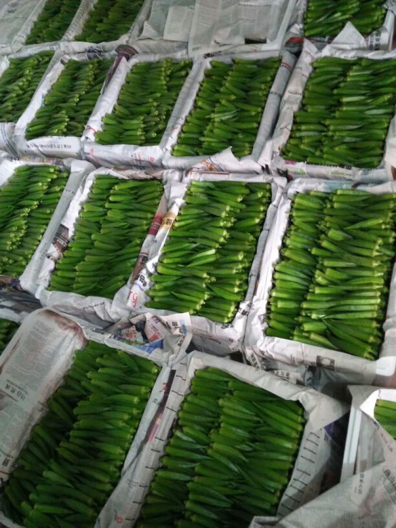 黄秋葵8~10cm