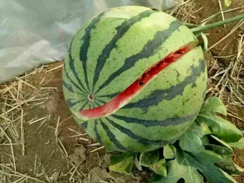 美都甜王西瓜8斤打底8成熟1茬货源充足