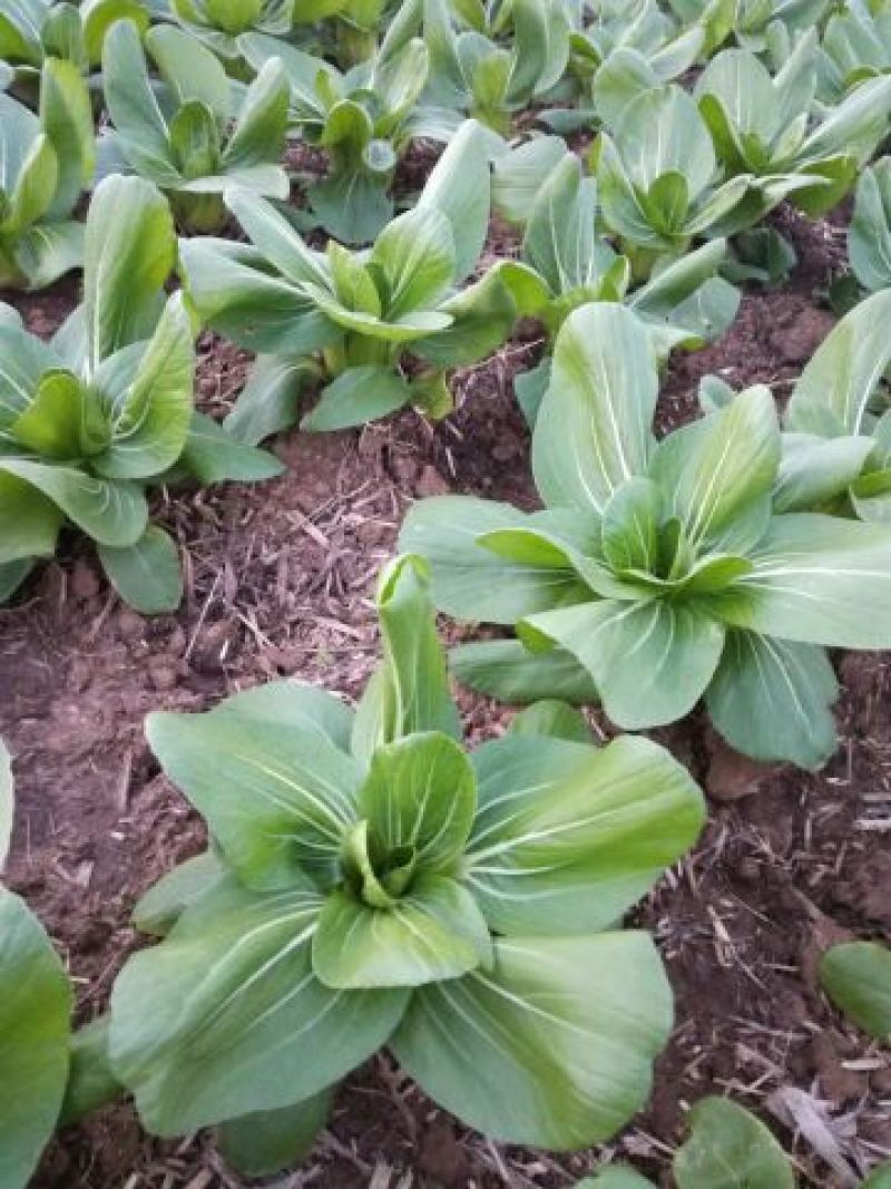 上海青苏州青小白菜8~10cm