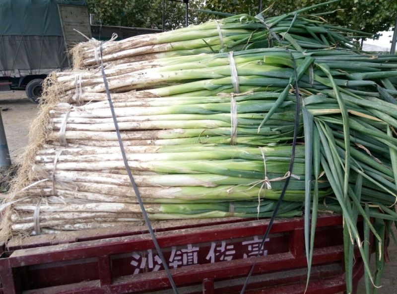 长白大葱40cm以上毛葱2cm左右
