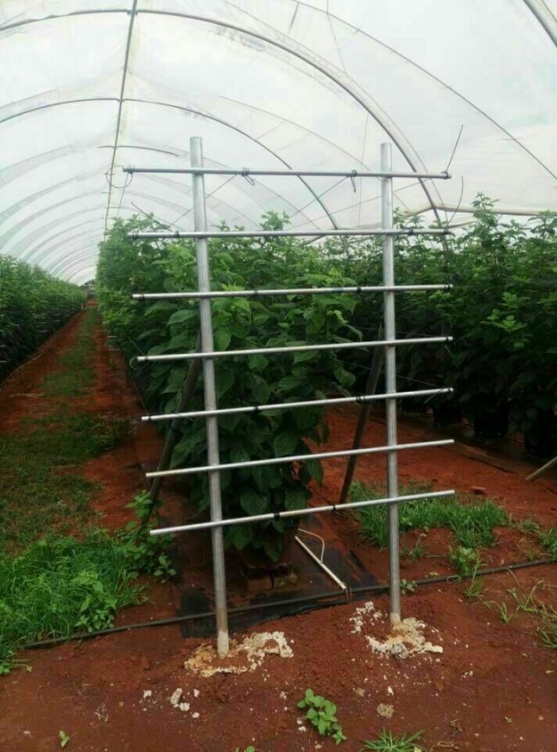 双季树莓苗10cm以下