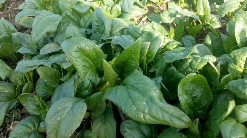 越冬菠菜15~20厘米
