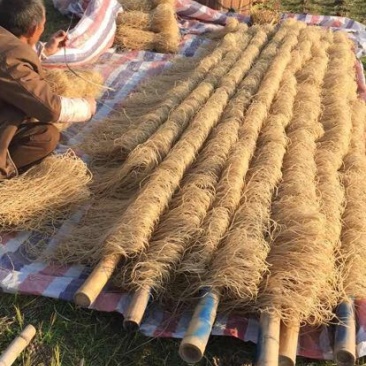红薯粉丝
