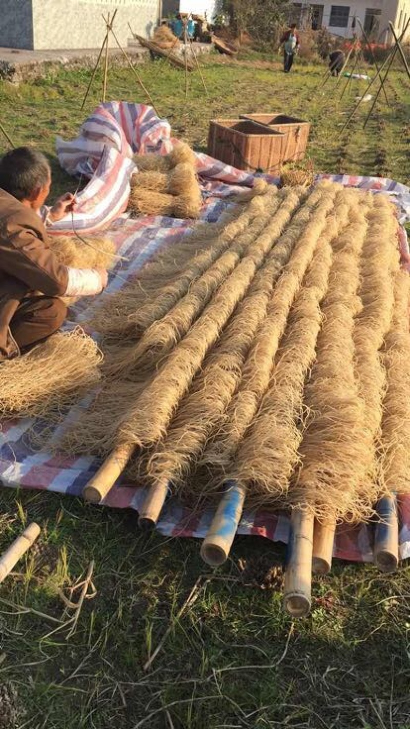 红薯粉丝