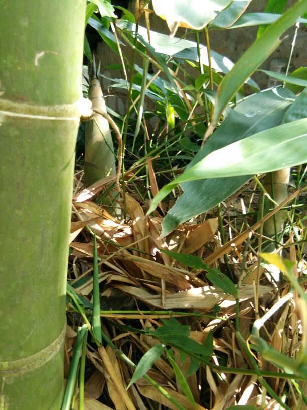 广西玉林市博白县竹笋 21~25cm批发_苏贞沂供