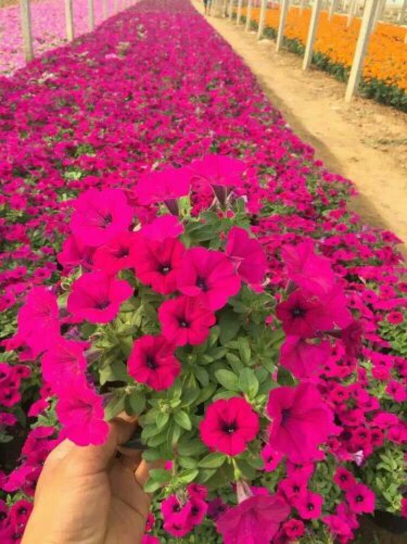 瓜叶菊种苗