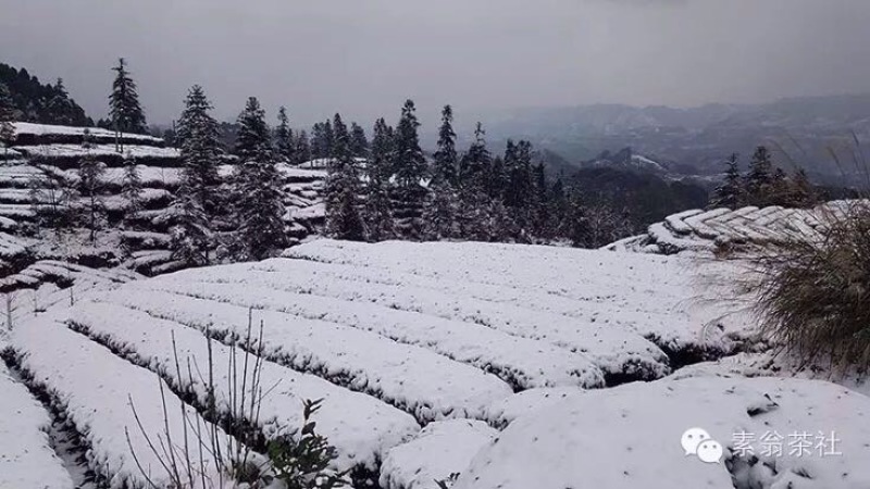 川茶一级
