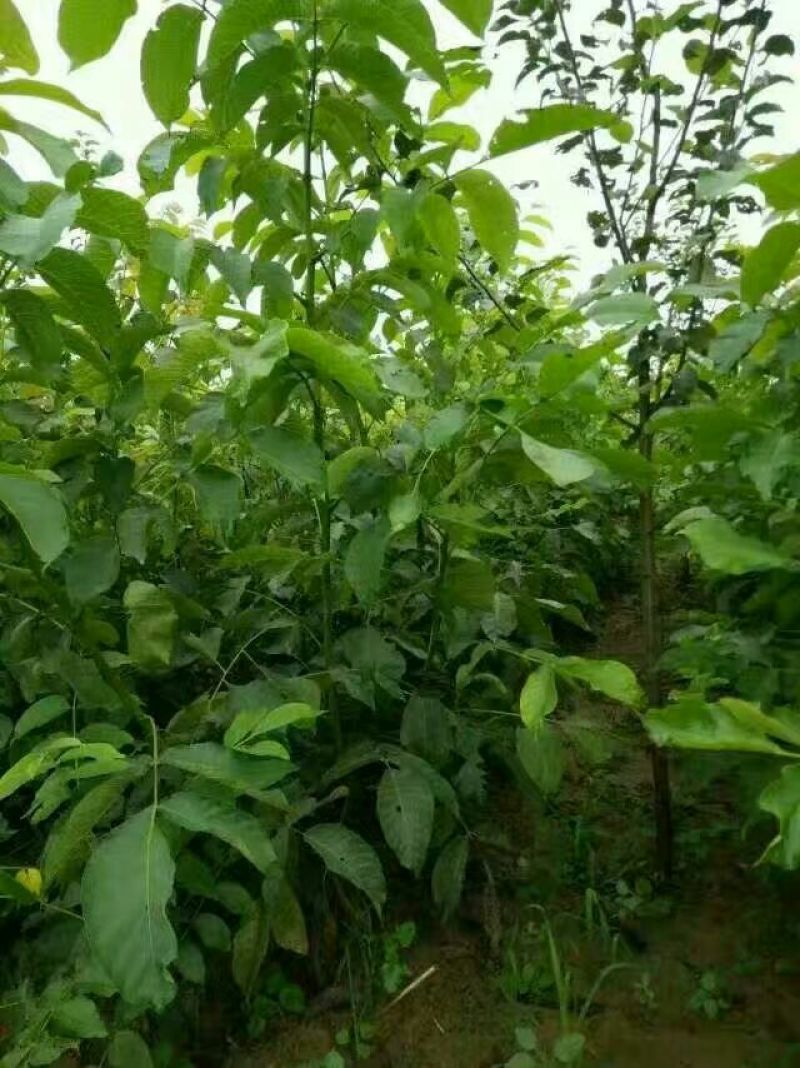 8518核桃苗50~100cm二年苗