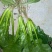 大叶菠菜15~20厘米