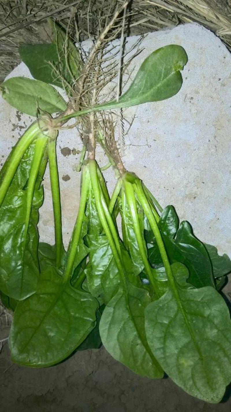 大叶菠菜15~20厘米