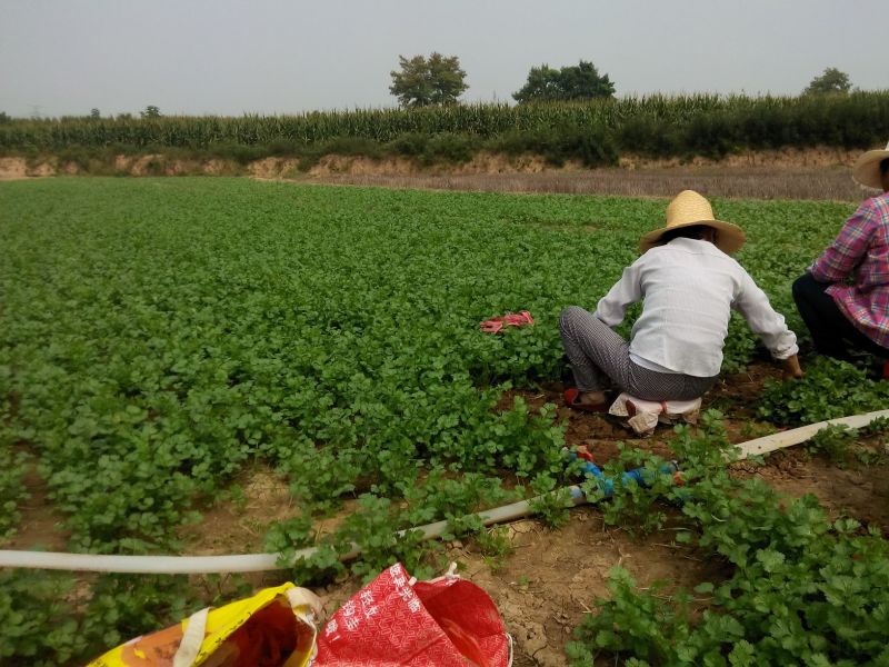 陕西乾县精品大叶香菜