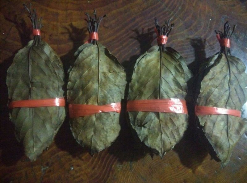 本山茶一级