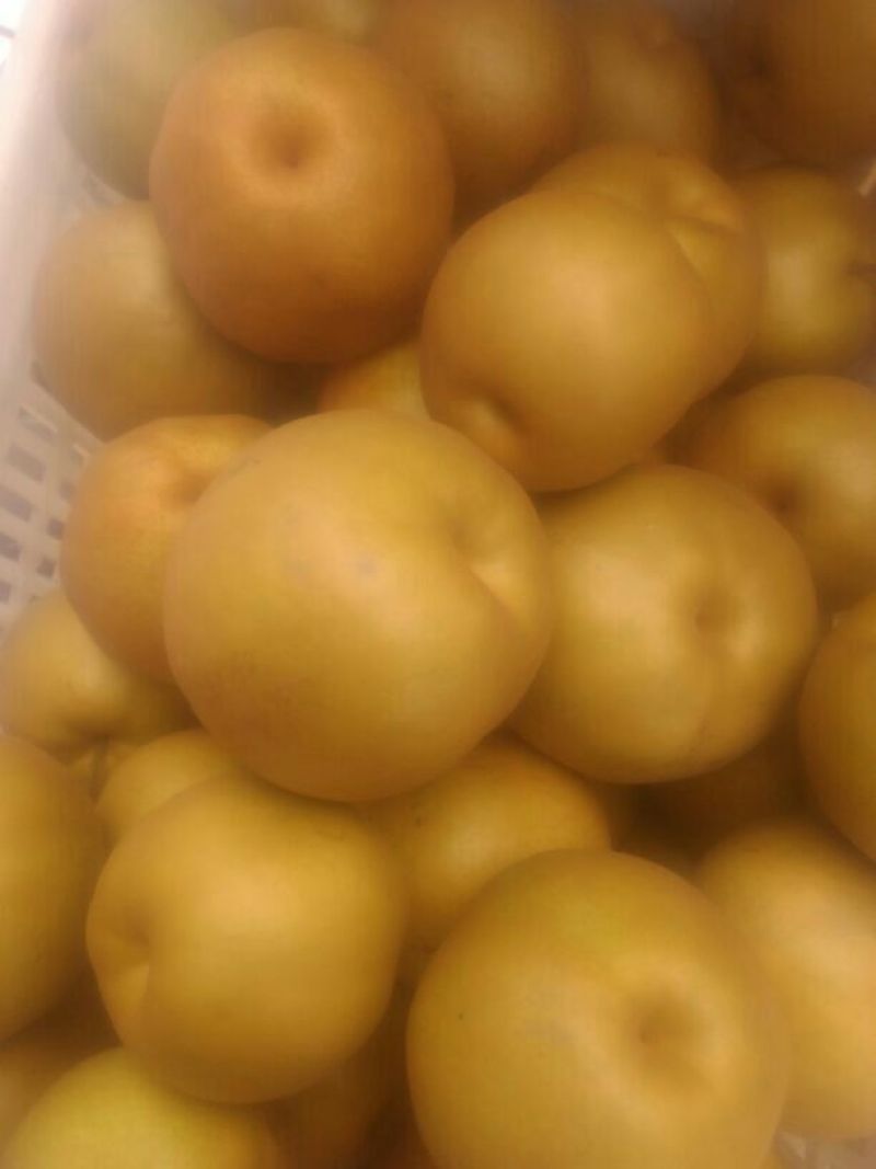 晚秋黄梨无公害绿色食品