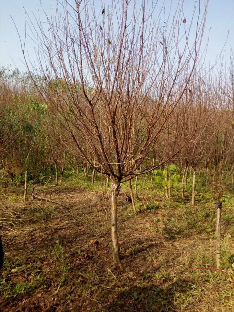 榆叶梅价格梅花价格苗圃直销规格齐全无中介