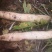 白皮白萝卜1~1.5斤起