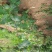 葡萄苗1年110~150cm