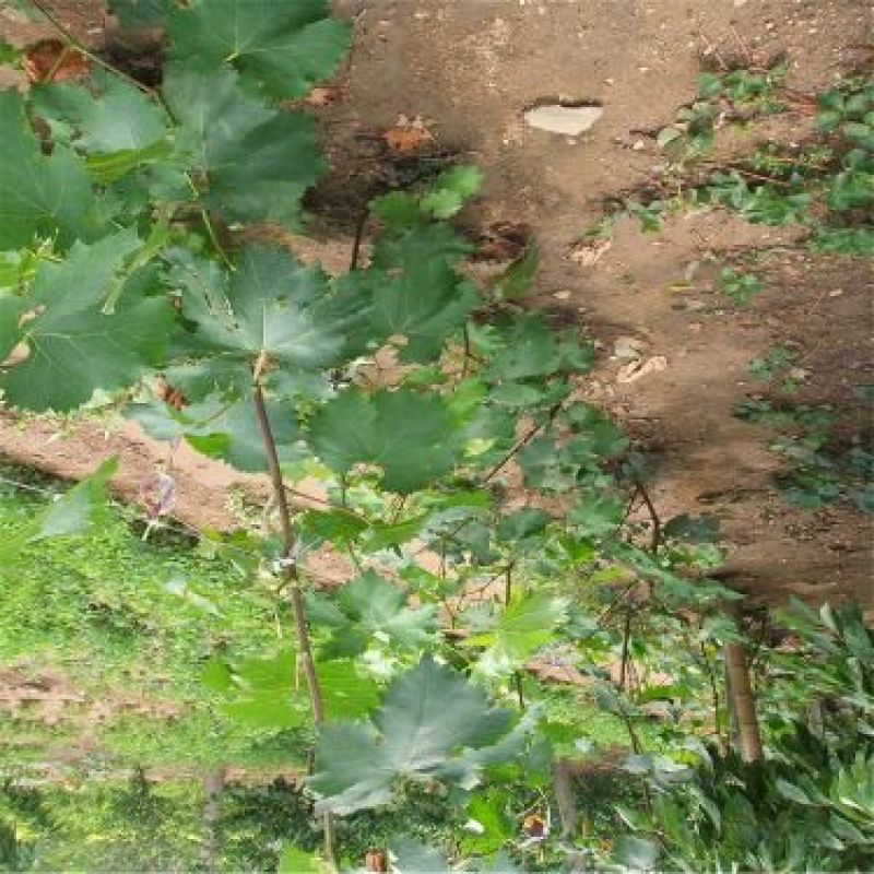 葡萄苗1年110~150cm