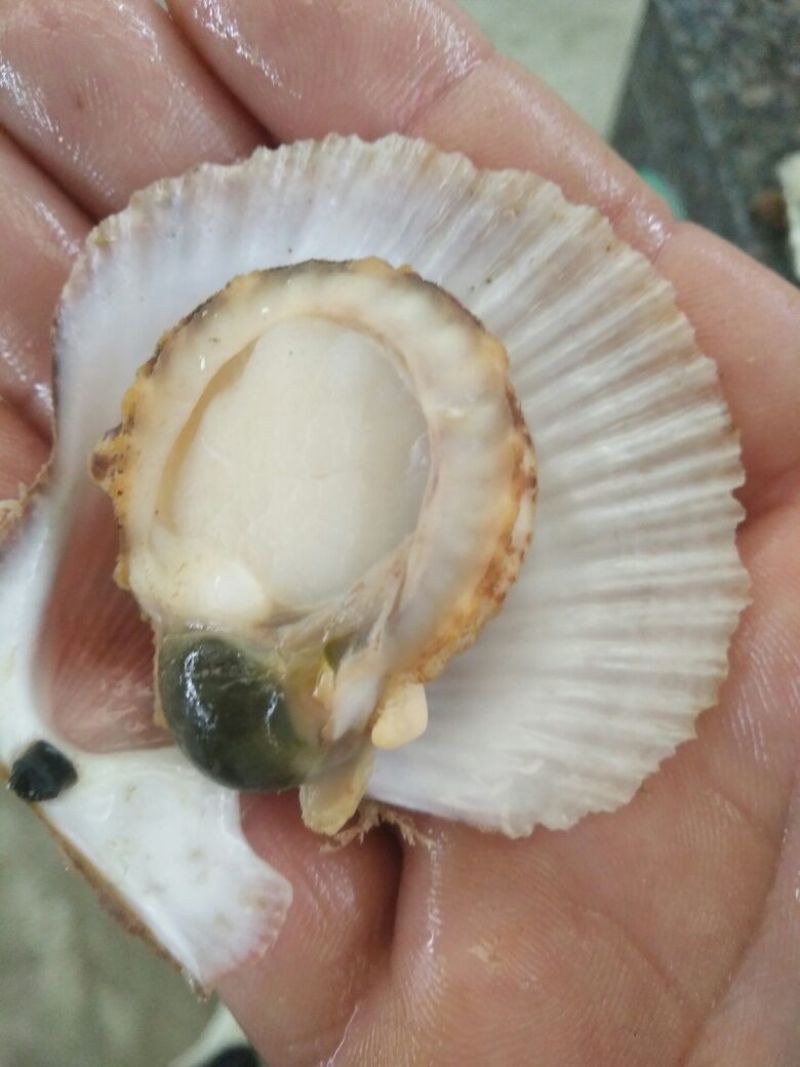 栉孔扇贝食用鲜活5~10只/kg
