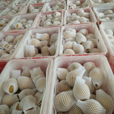 丰水梨350~400g纸袋