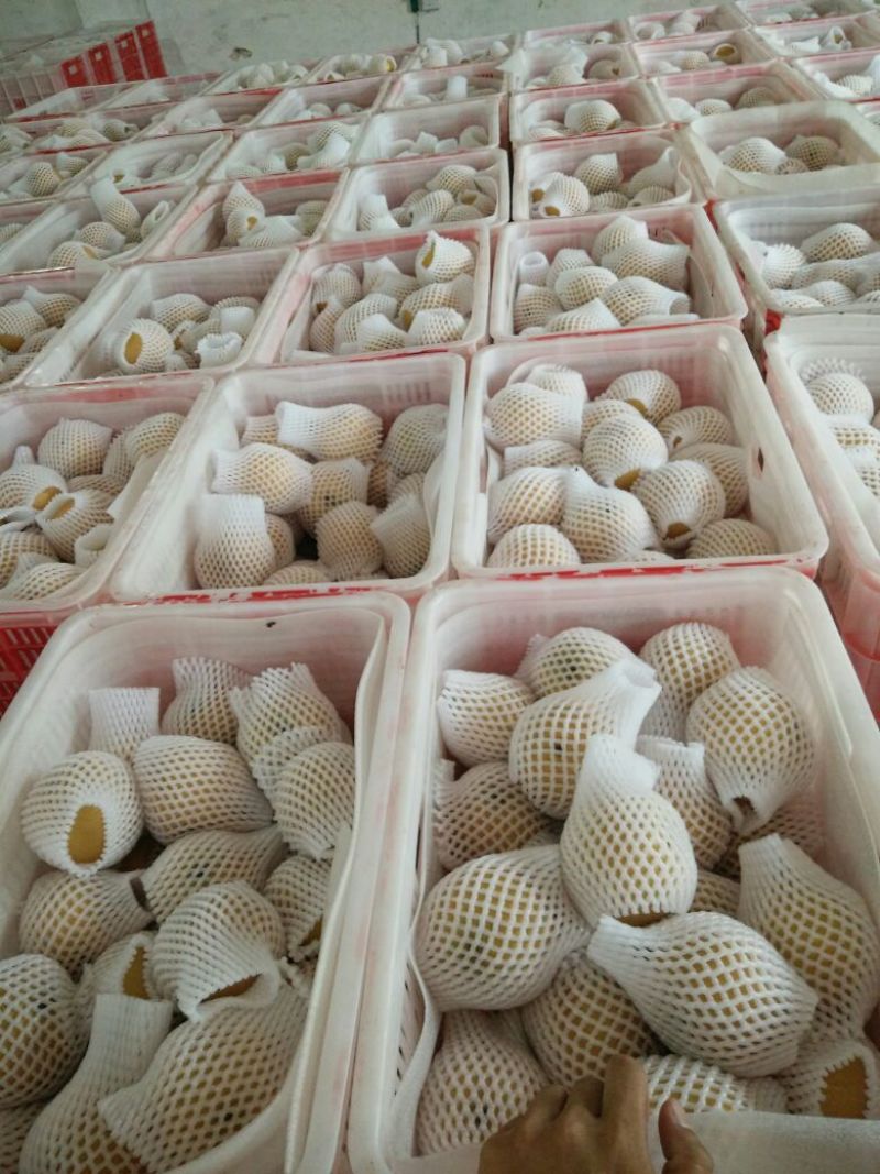 丰水梨350~400g纸袋