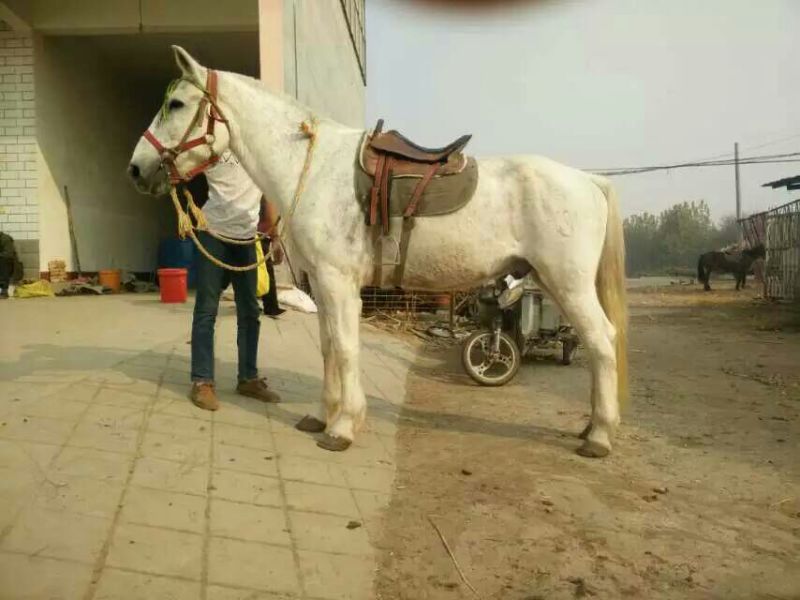 阿拉伯马
