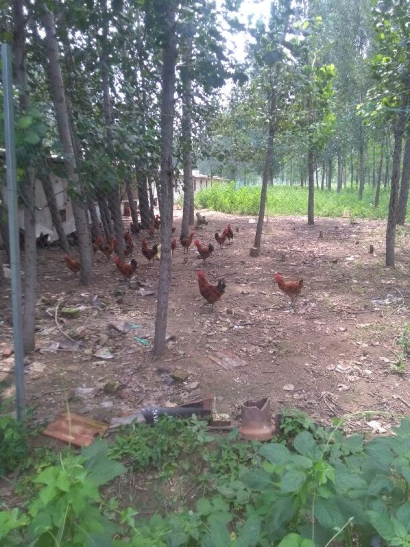 走地鸡散养土鸡2~3斤