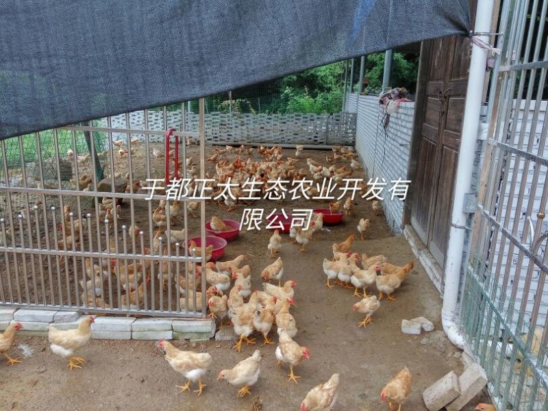三黄鸡6~9月
