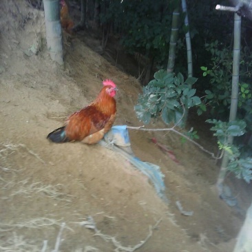 土鸡
