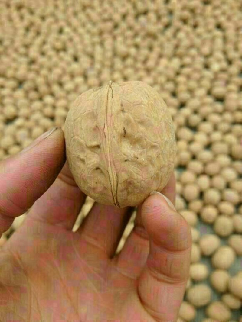 薄皮核桃去皮干