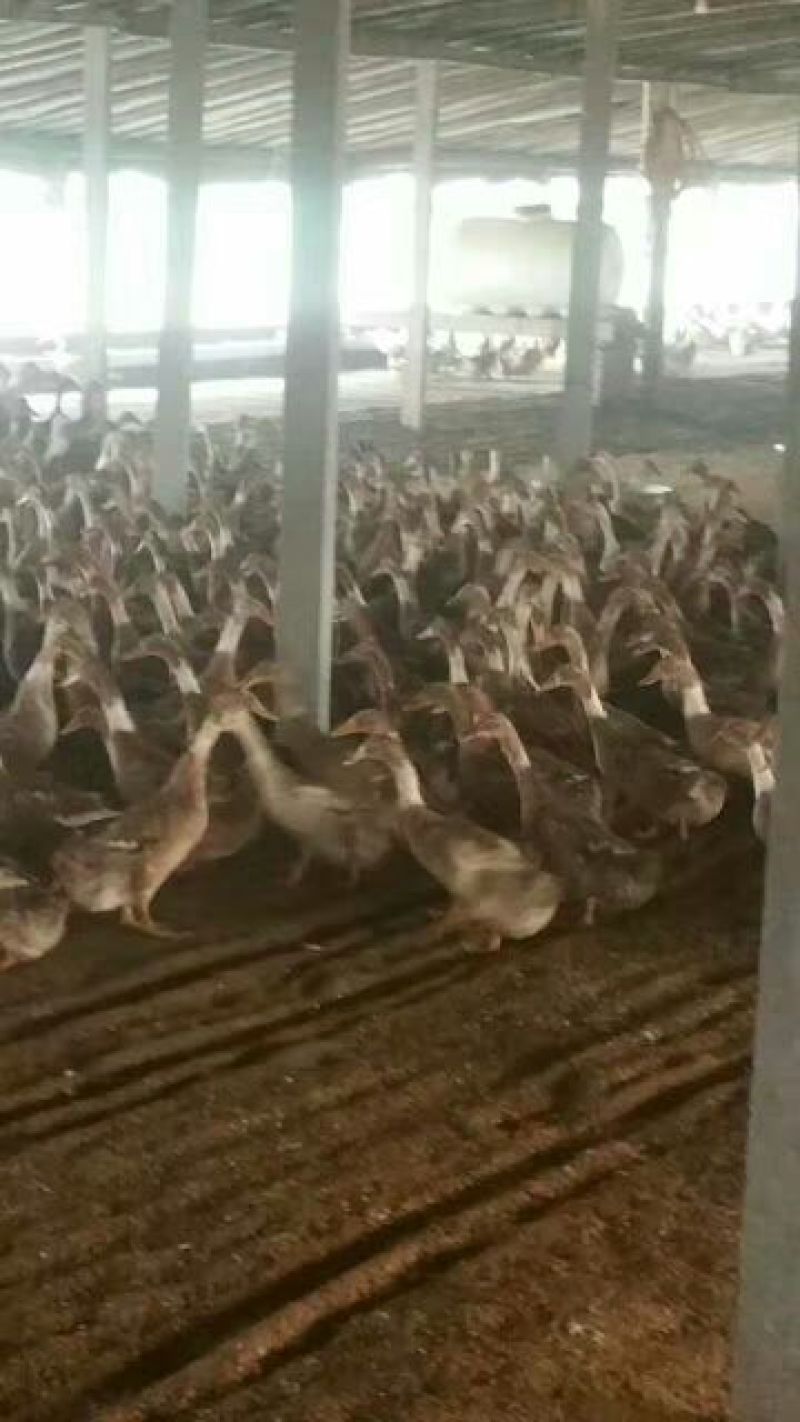 南阳孵化场黑金腚鸭苗统货